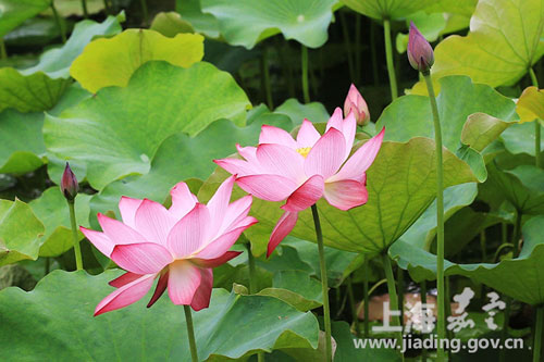 Jiading kicks off annual water lily and lotus show