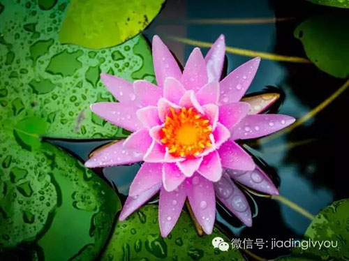 Smell fragrance beside Pond of Lotus