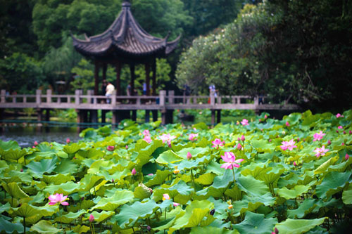 Jiading to host lotus and water lily exhibition
