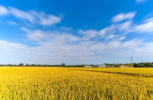 4 Jiading scenic spots good for leisure