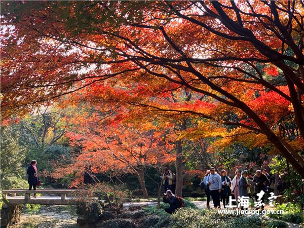 Colorful maple trees attract visitors to Jiading