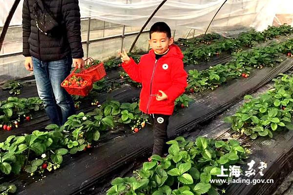 Strawberry season arrives in Huating town