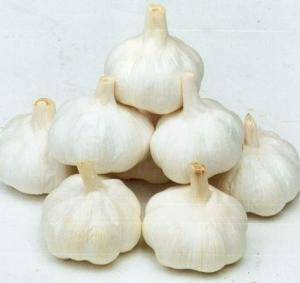 White garlic