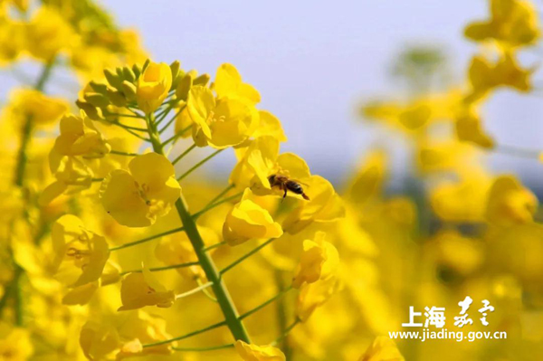 A colorful capture of Jiading in spring