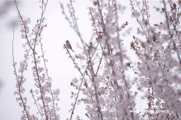A colorful capture of Jiading in spring
