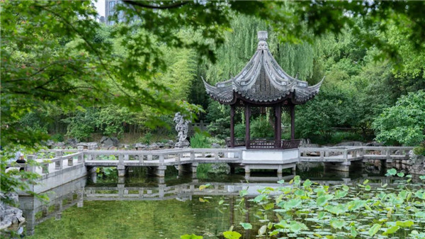 In pics: Lotus flowers in Jiading