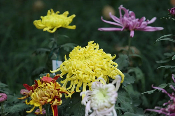 Enjoy colorful chrysanthemums in Jiading