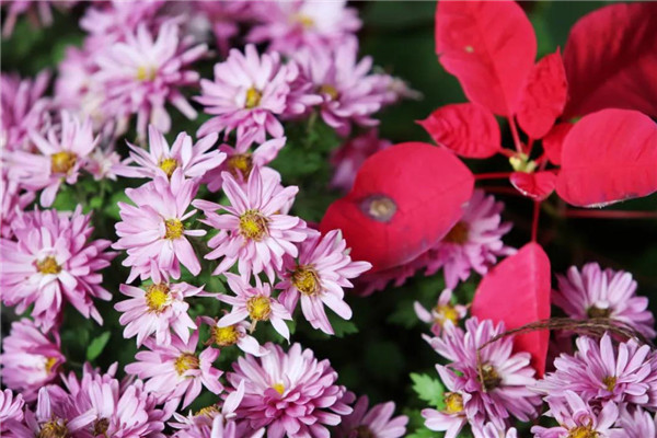Enjoy colorful chrysanthemums in Jiading