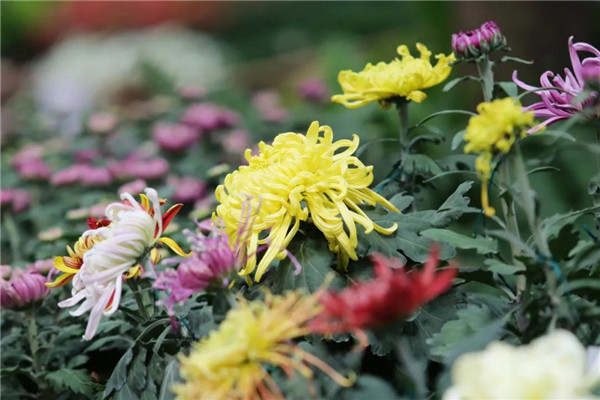 Enjoy colorful chrysanthemums in Jiading
