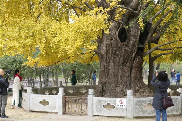 Ancient ginkgo tree in Jiading offers stunning views