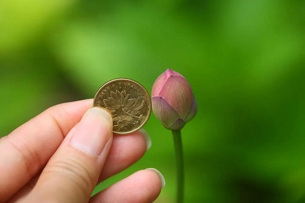 Mini lotus steals limelight at Guyi Garden show