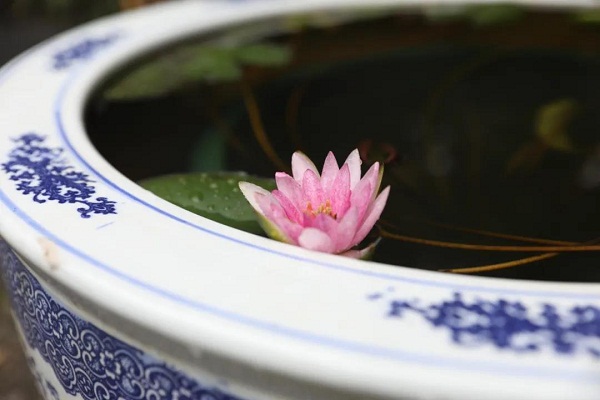 Mini lotus steals limelight at Guyi Garden show