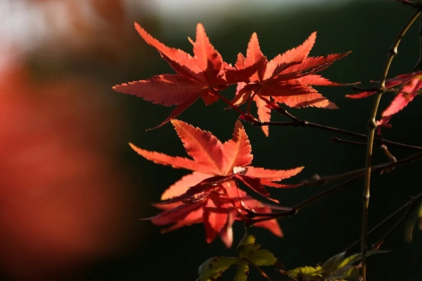 Beautiful Jiading in colorful autumn