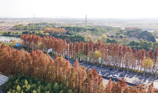 Reddish cypress trees set Jiading ablaze in late Dec