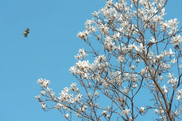 White magnolia flowers bloom in Jiading as spring arrives