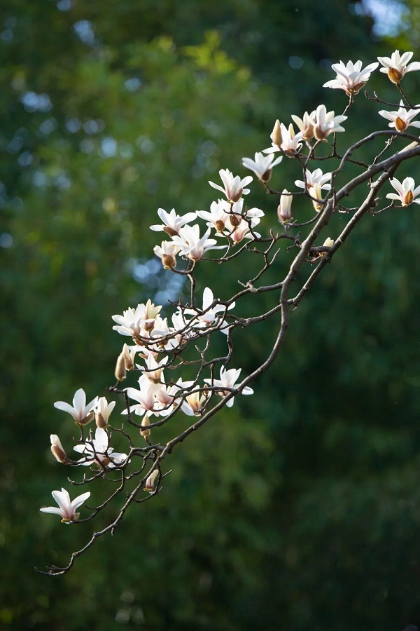 White magnolia flowers bloom in Jiading as spring arrives