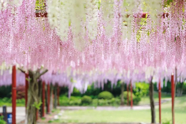 Wisteria blossoms grace Jiading