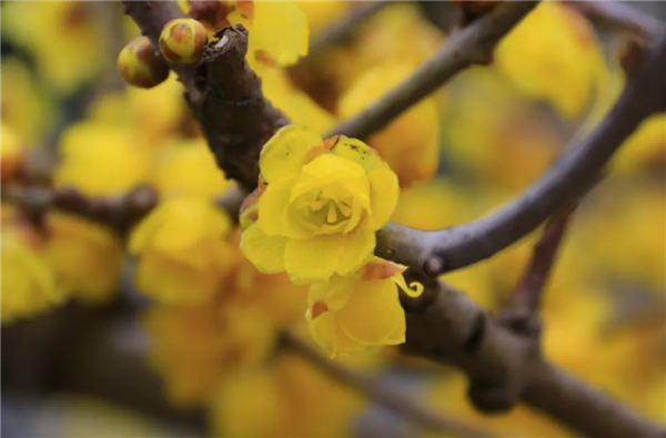 Appreciate wintersweet flowers in Jiading
