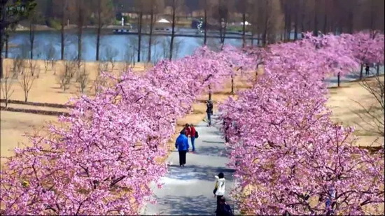 Walk along Shanghai’s top cherry boulevard