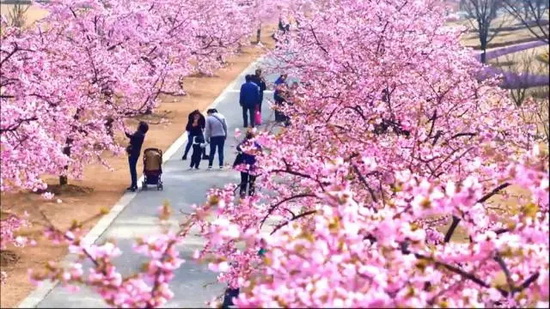 Walk along Shanghai’s top cherry boulevard