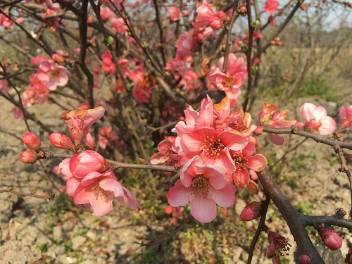 Tracts of flowering quinces usher in florescence