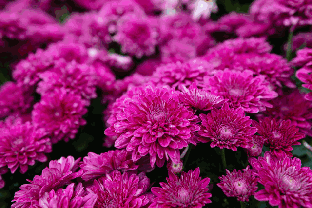 Colorful chrysanthemum blooms flourish at Sculpture Park