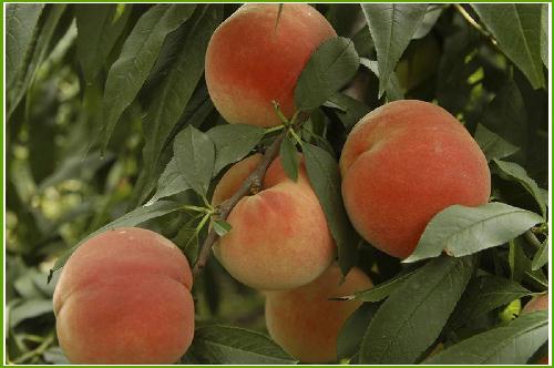 Sheshan peach