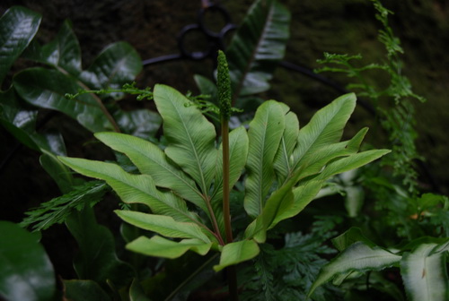Rare plant shown in Shanghai Botanical Garden