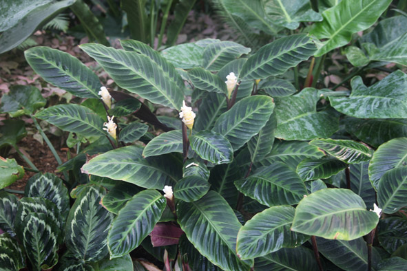 Zebra plants delight guests in Chenshan