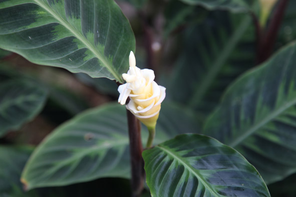 Zebra plants delight guests in Chenshan