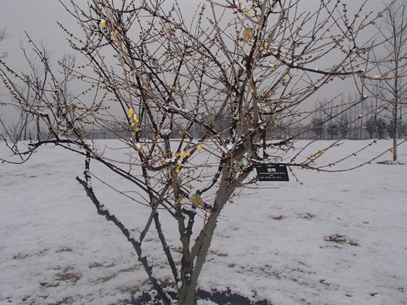 Chenshan Garden sees beautiful snowfall