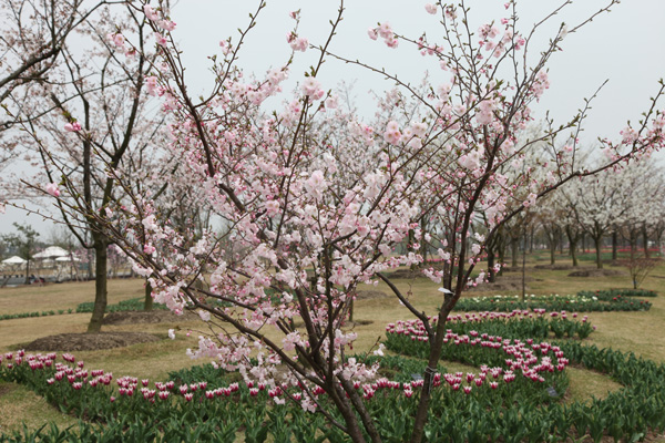 Flowers in full bloom in Chenshan Botanic Garden