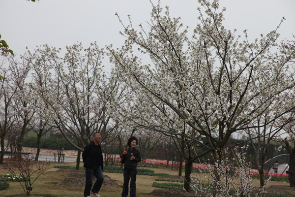 Flowers in full bloom in Chenshan Botanic Garden