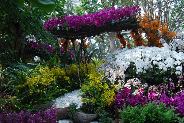 First Shanghai International Orchid Exhibition to raise curtain