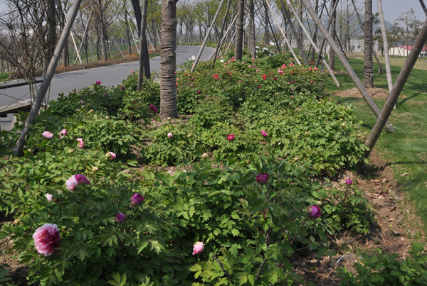 Peonies in Chenshan in full bloom