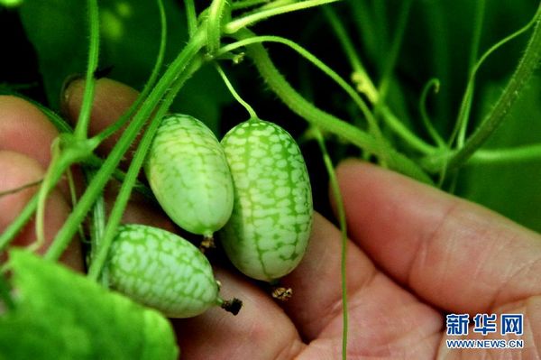 'Thumb watermelon' on sale in Shanghai