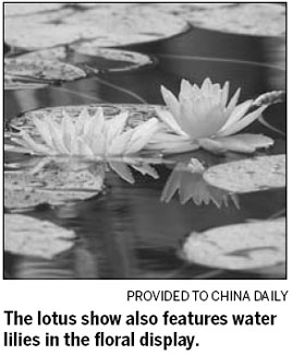 Lotus flowers in full bloom