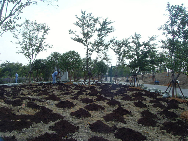 Chenshan Botanical Garden speeds up grassland improvement