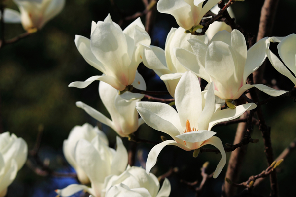 Chenshan Botanical Garden: Magnolias blooming in the spring