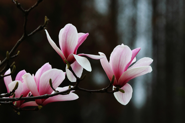 Chenshan Botanical Garden: Magnolias blooming in the spring