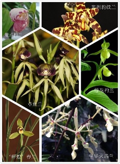 Rare orchids featured at Second Shanghai International Orchid Show