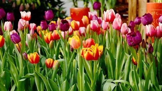 Annual Chenshan 'Floriade' enlivens garden