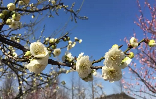 Plum blossoms come into full bloom