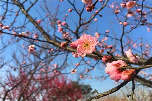 Plum blossoms come into full bloom