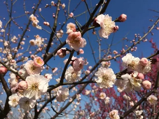 Plum blossoms come into full bloom