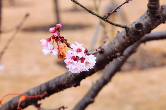 Days of cherry flowers approaching