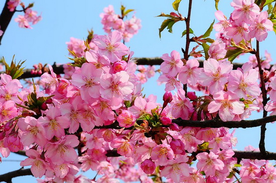 Days of cherry flowers approaching