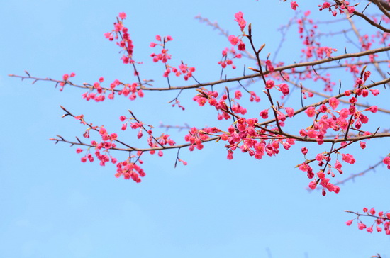 Days of cherry flowers approaching