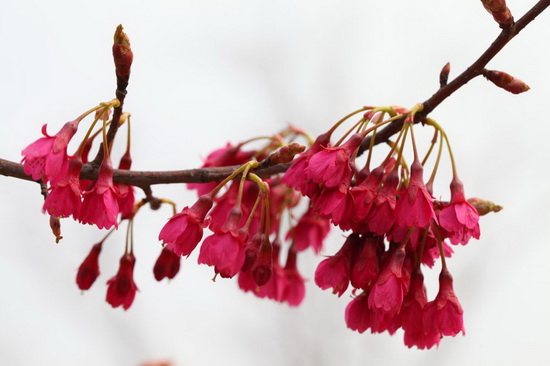 Days of cherry flowers approaching