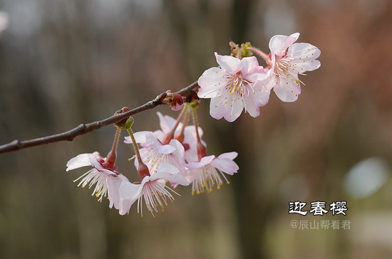 Days of cherry flowers approaching